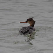 Red-breasted Merganser