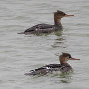 Red-breasted Merganser