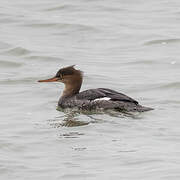 Red-breasted Merganser