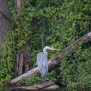 Grey Heron