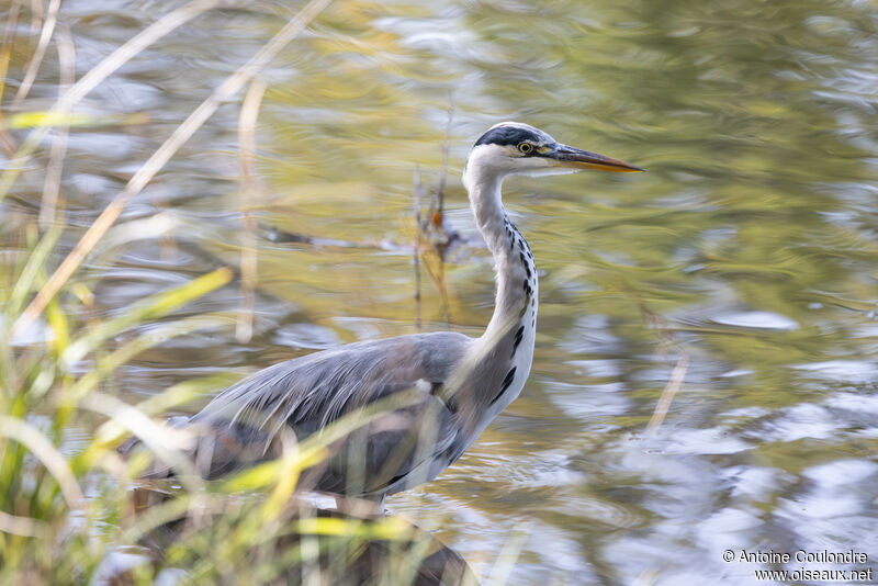 Grey Heronadult