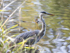 Grey Heron