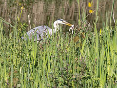 Grey Heron