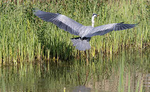 Grey Heron