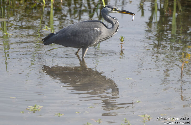 Héron cendréadulte, pêche/chasse