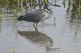 Grey Heron