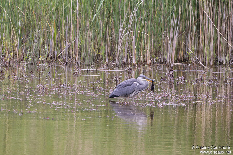 Héron cendréadulte, pêche/chasse