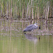 Grey Heron