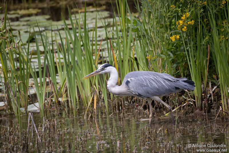 Grey Heronadult, fishing/hunting