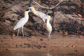 Capped Heron