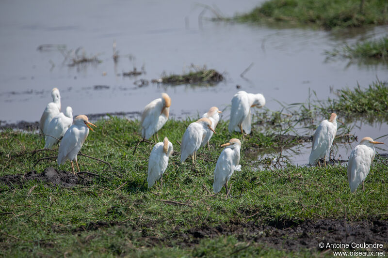 Western Cattle Egretadult