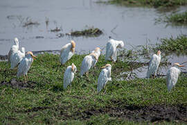 Western Cattle Egret