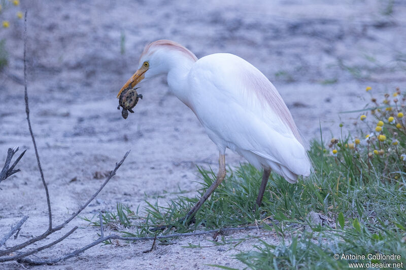 Western Cattle Egretadult breeding, fishing/hunting