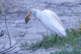 Western Cattle Egret