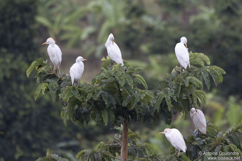 Western Cattle Egret