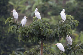 Western Cattle Egret