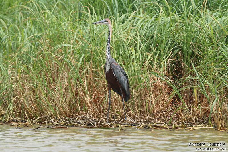 Goliath Heronadult