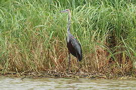 Goliath Heron