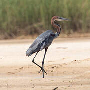 Goliath Heron