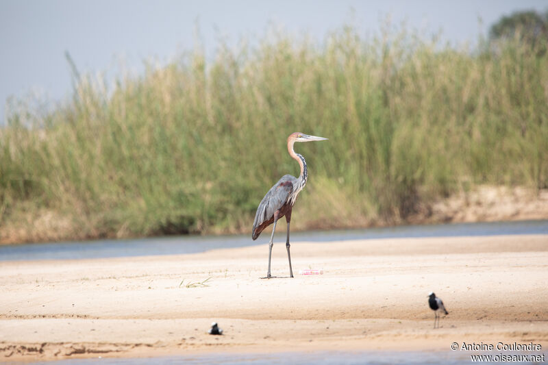 Goliath Heronadult