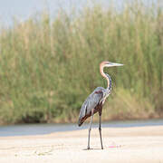 Goliath Heron