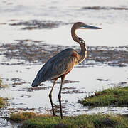 Goliath Heron