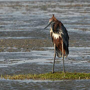 Goliath Heron