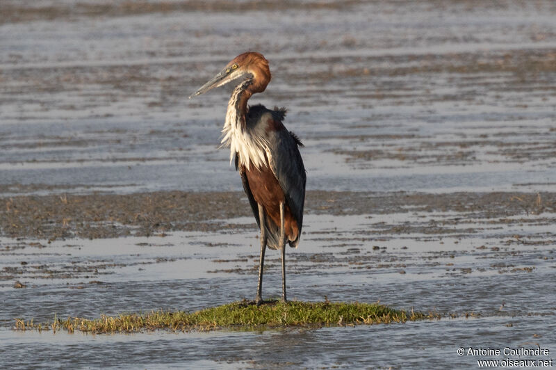 Goliath Heronadult