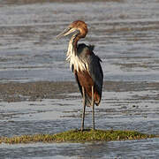 Goliath Heron