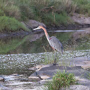 Goliath Heron