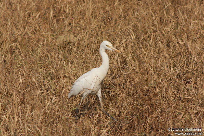 Medium Egretadult