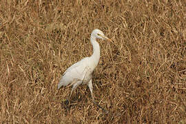 Medium Egret