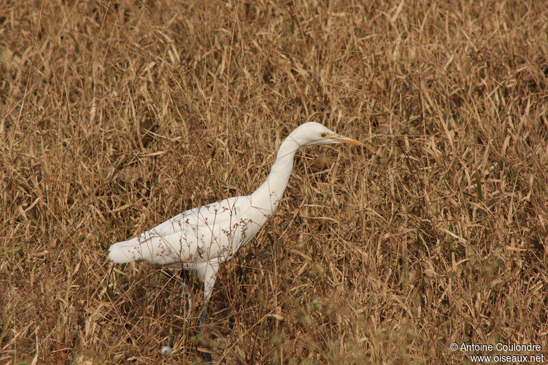 Medium Egretadult