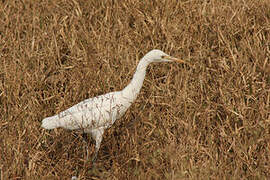 Medium Egret