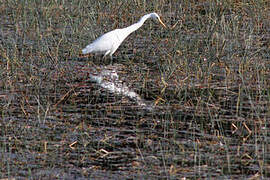 Medium Egret