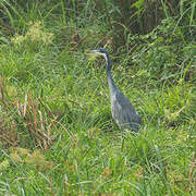 Black-headed Heron