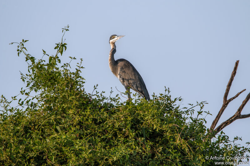 Black-headed Heronadult