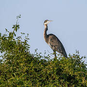 Black-headed Heron