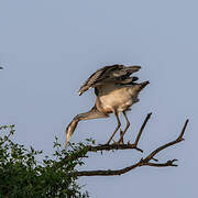 Black-headed Heron