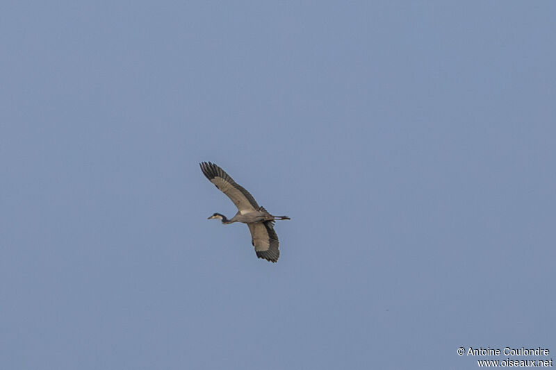 Black-headed Heronadult, Flight