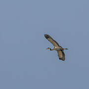 Black-headed Heron