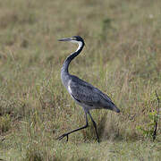 Black-headed Heron