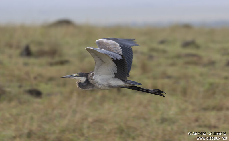 Black-headed Heronadult, Flight