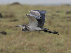 Black-headed Heron