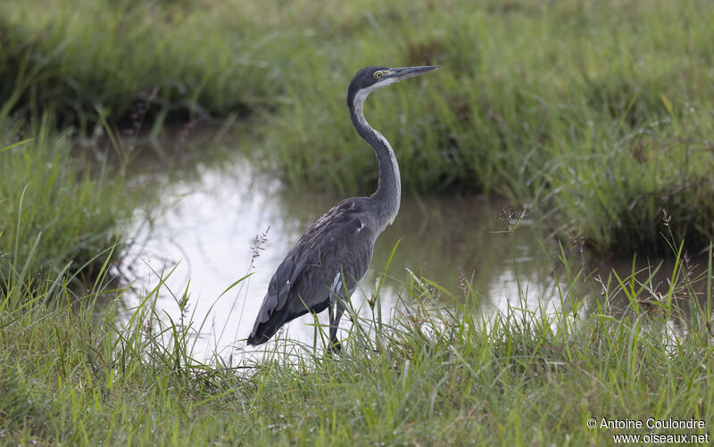 Black-headed Heronadult