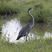 Black-headed Heron