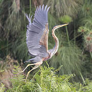 Purple Heron