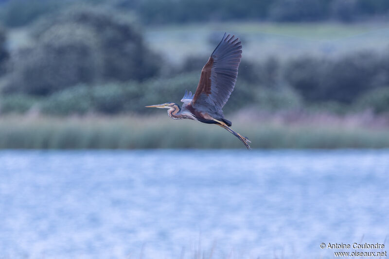 Purple Heronadult breeding, Flight