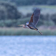 Purple Heron