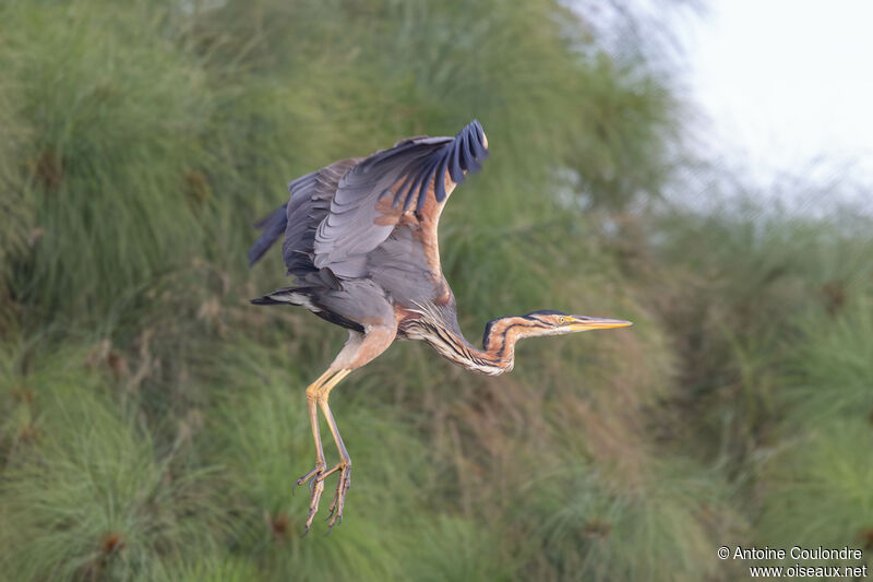 Purple Heronadult, Flight